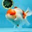 A Grade BIG WEN Kohaku Sakura Oranda Female 6-6.5 inches #091225OR_15