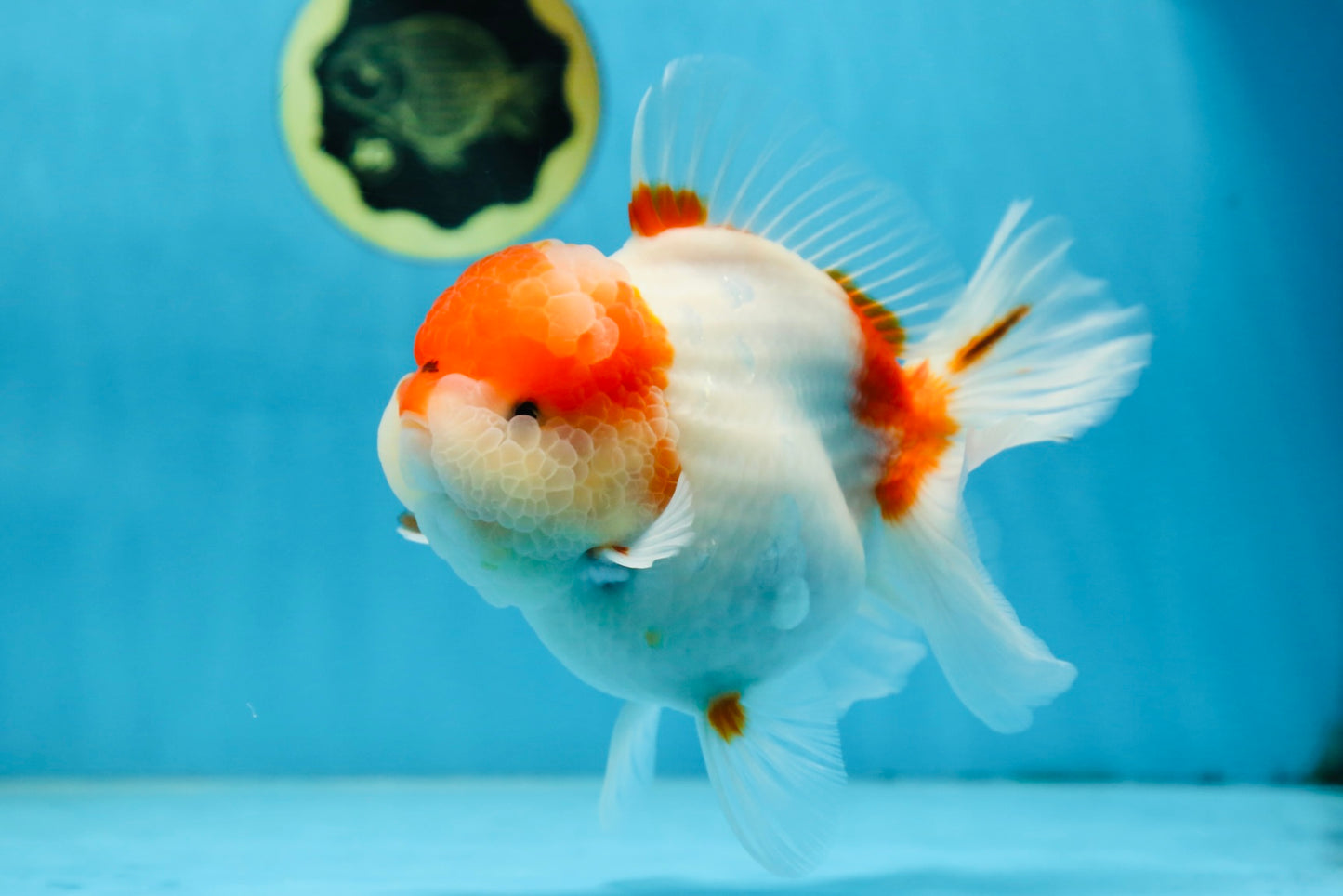 A Grade BIG WEN Kohaku Sakura Oranda Female 6-6.5 inches #091225OR_15