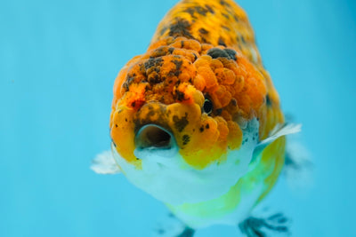 A Grade Calico Ranchu Female 5.5 inches #0929RC_11