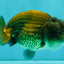 Black Copper Lionchu Female 4 inches #081426LC_26