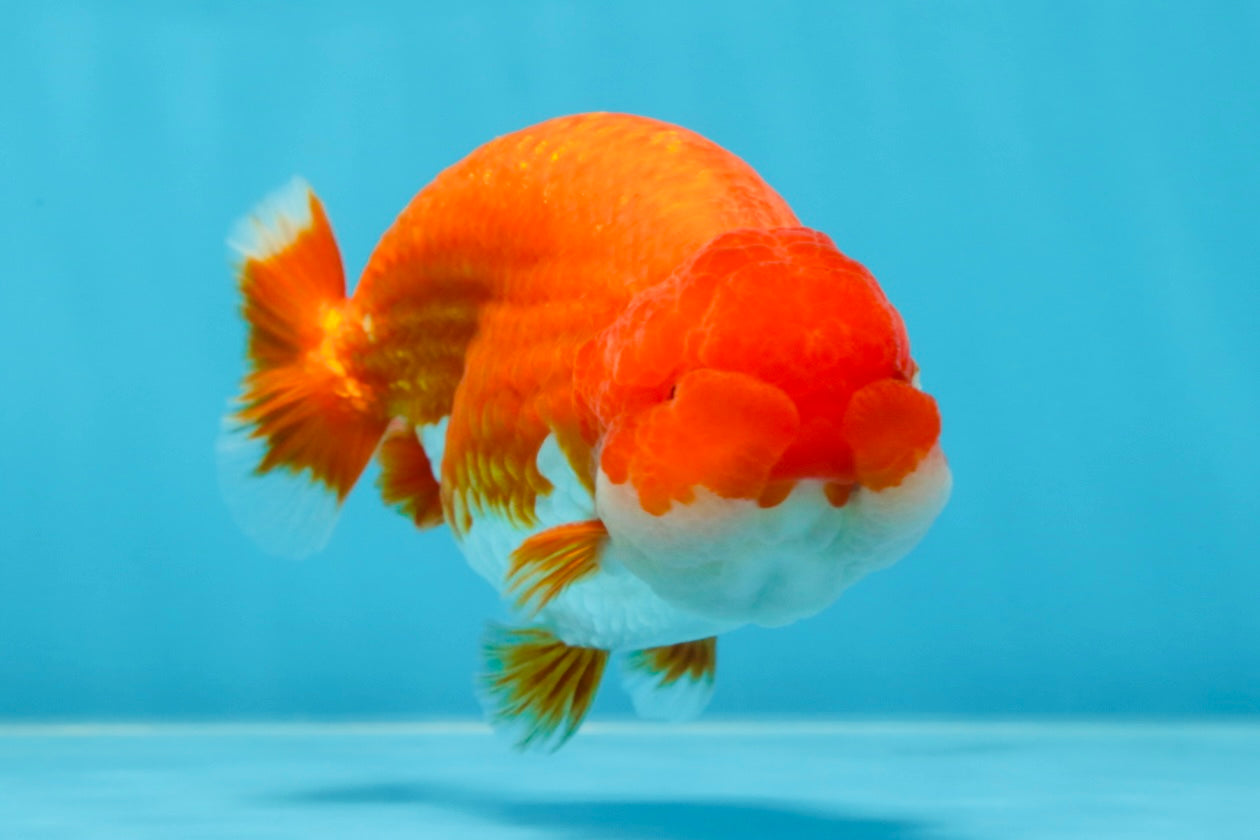 AAA Grade Red White LionKing 4-4.5  inches #053025LC_12