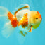 A Grade Red White Oranda Female 6 inches #072426OR_17