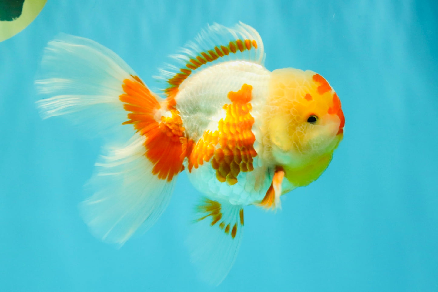 A Grade Red White Oranda Female 6 inches #072426OR_17