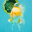 A Grade Cheese Orange White Oranda Male 5.5 inches #062626OR_22