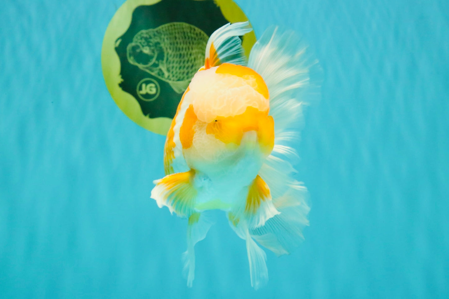 A Grade Cheese Orange White Oranda Male 5.5 inches #062626OR_22