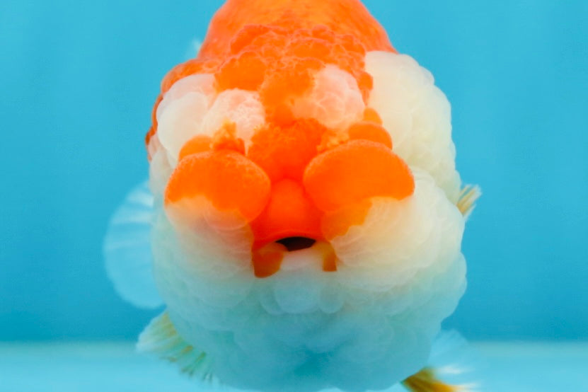 A Grade CHONKY Red White LionQueen 4.5-5 inches #051625LC_36