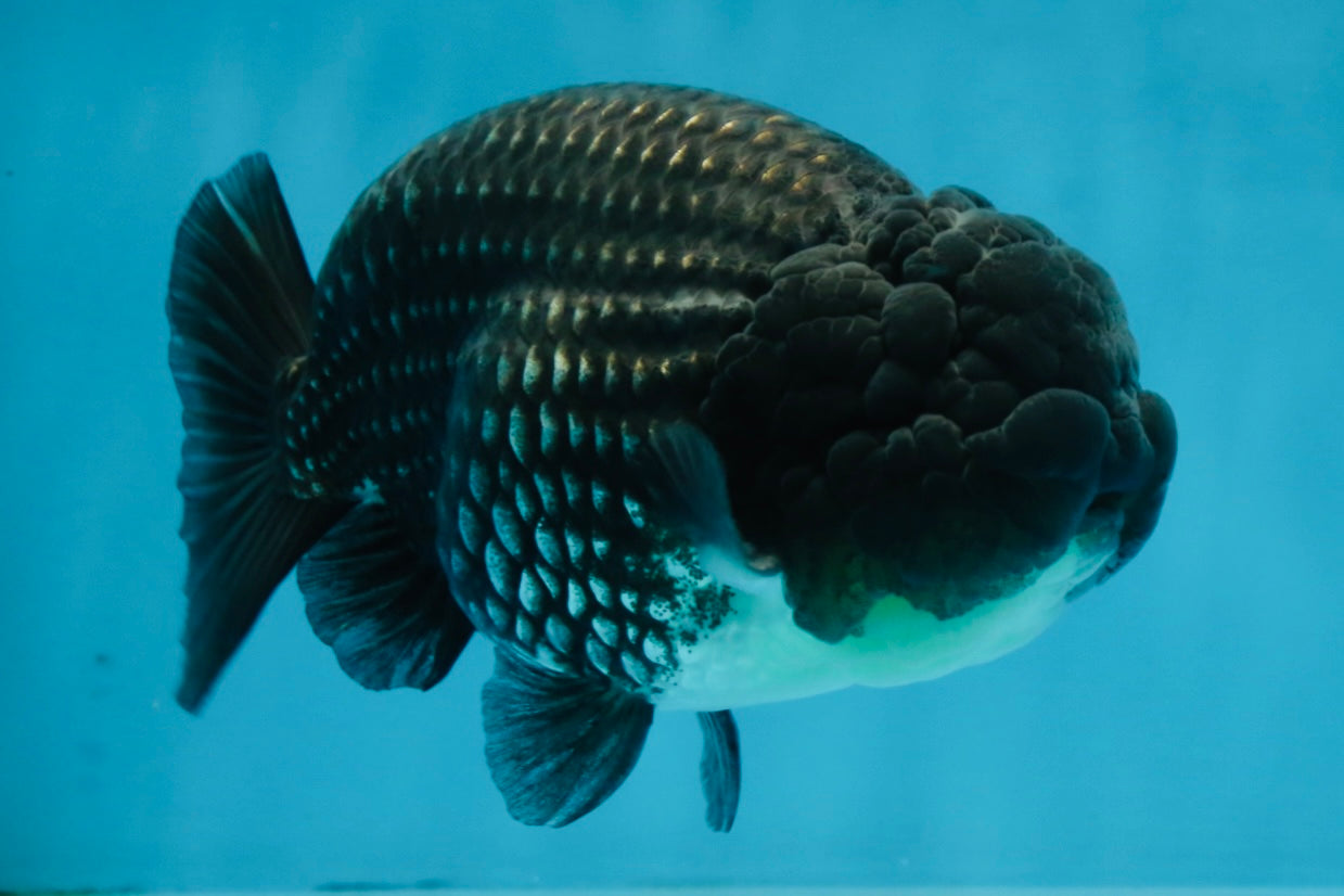 A Grade Black Blue LionKing 5 inches #103125LC_12