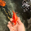 A Grade Red White Ryukin Female 3.5-4 inches #041726RK_02