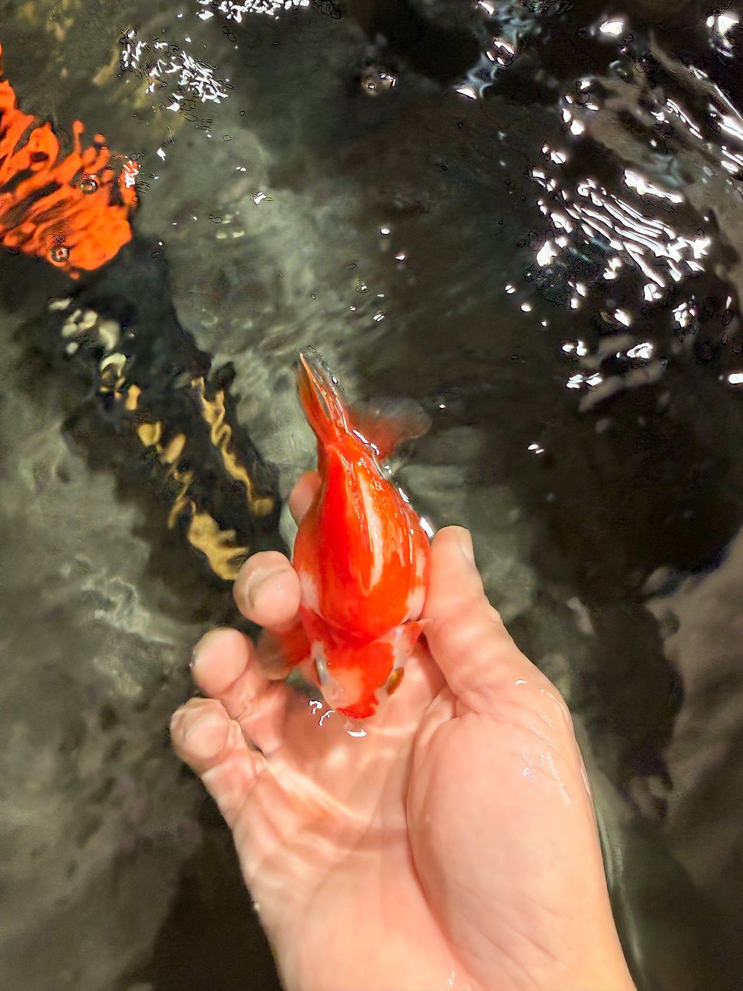 A Grade Red White Ryukin Female 3.5-4 inches #041726RK_02