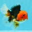 A Grade Red Head Tricolor Oranda Male 5-5.5 inches #031326OR_26
