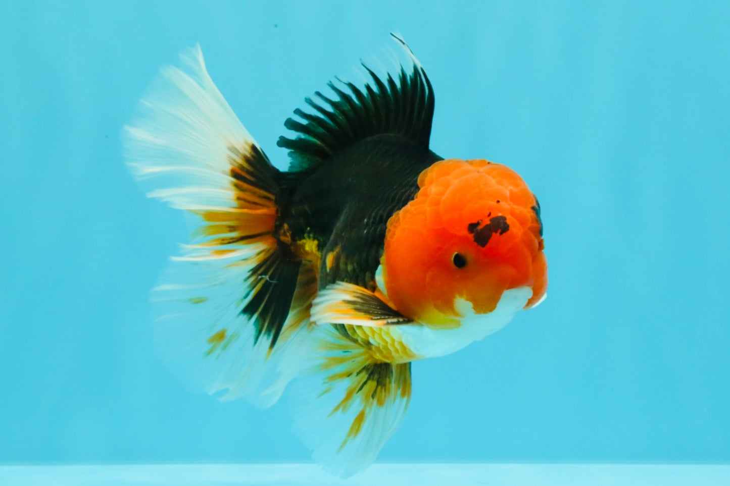 A Grade Red Head Tricolor Oranda Male 5-5.5 inches #031326OR_26