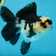 A Grade Panda Button Eyes Oranda Female 5 inches #081525OR_17