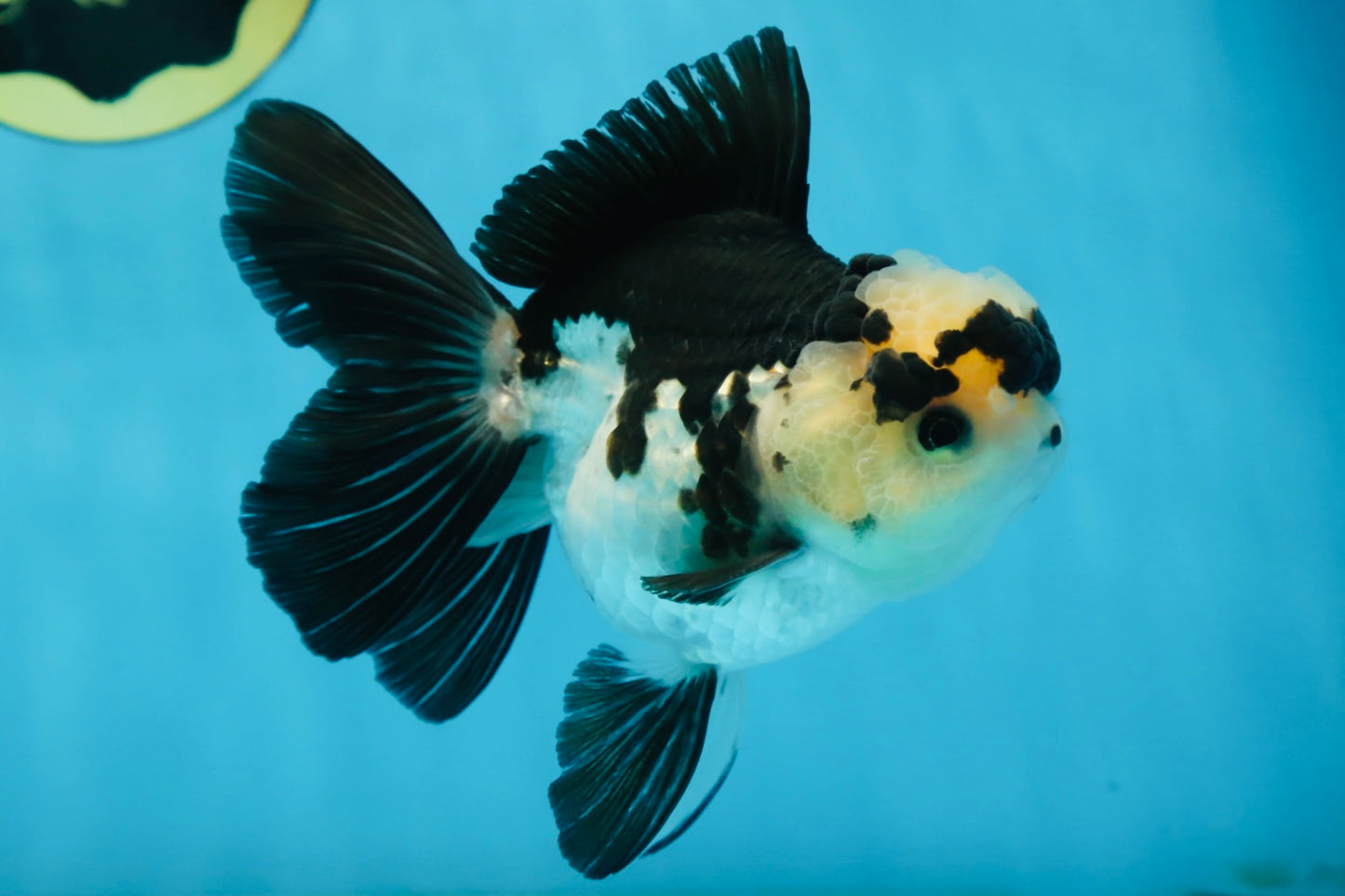 A Grade Panda Button Eyes Oranda Female 5 inches #081525OR_17