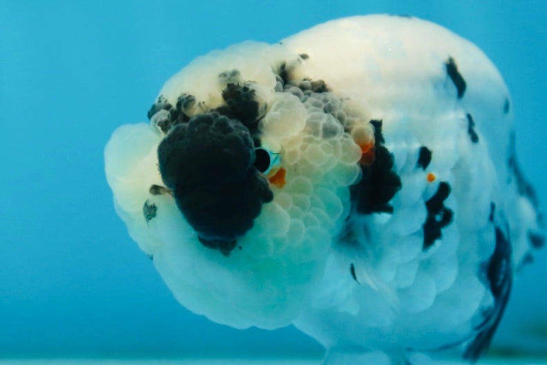 SPECIAL YIN-YANG AAA Grade Cow LionQueen 4 inches #081525LC_03