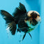 A Grade Tricolor Oranda Male 5 inches #0830OR_25