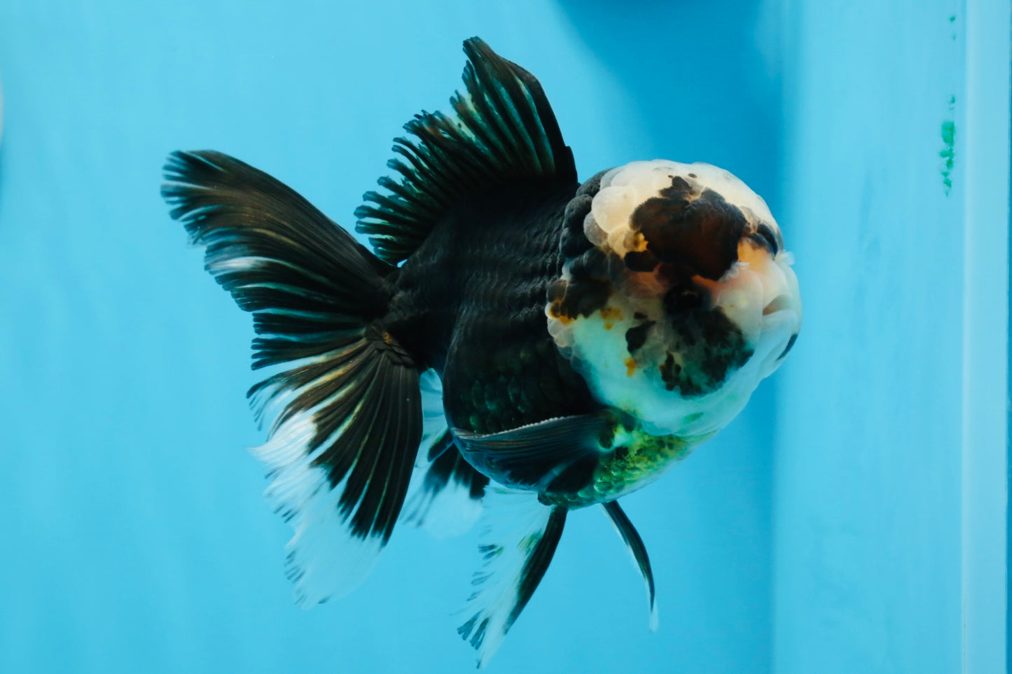 A Grade Tricolor Oranda Male 5 inches #0830OR_25