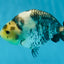Cow Chinese Ranchu Female 5-5.5 inches #103125RC_08