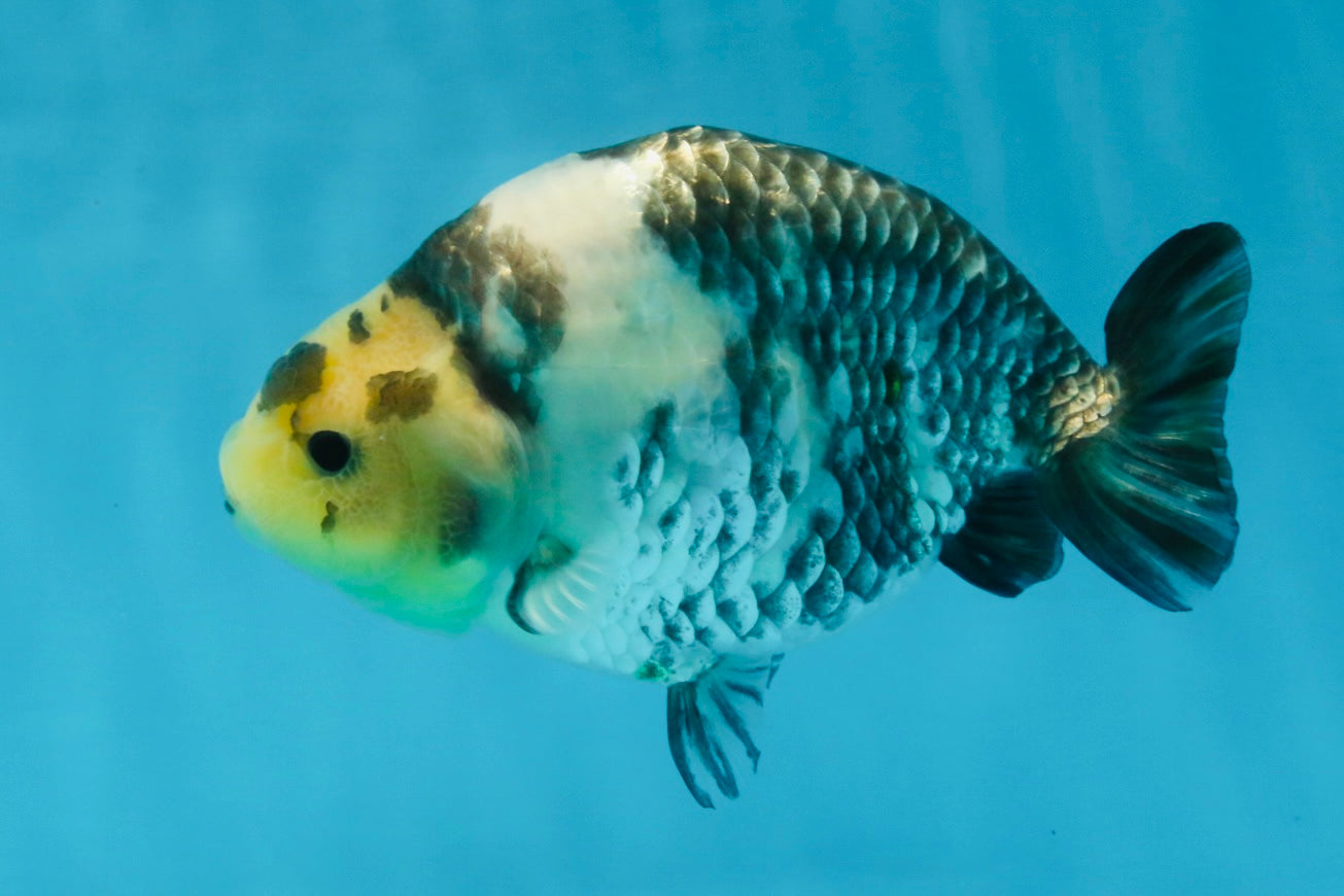 Cow Chinese Ranchu Female 5-5.5 inches #103125RC_08