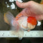 A Grade Red Cap Oranda Male 5.5 inches #062725OR_21