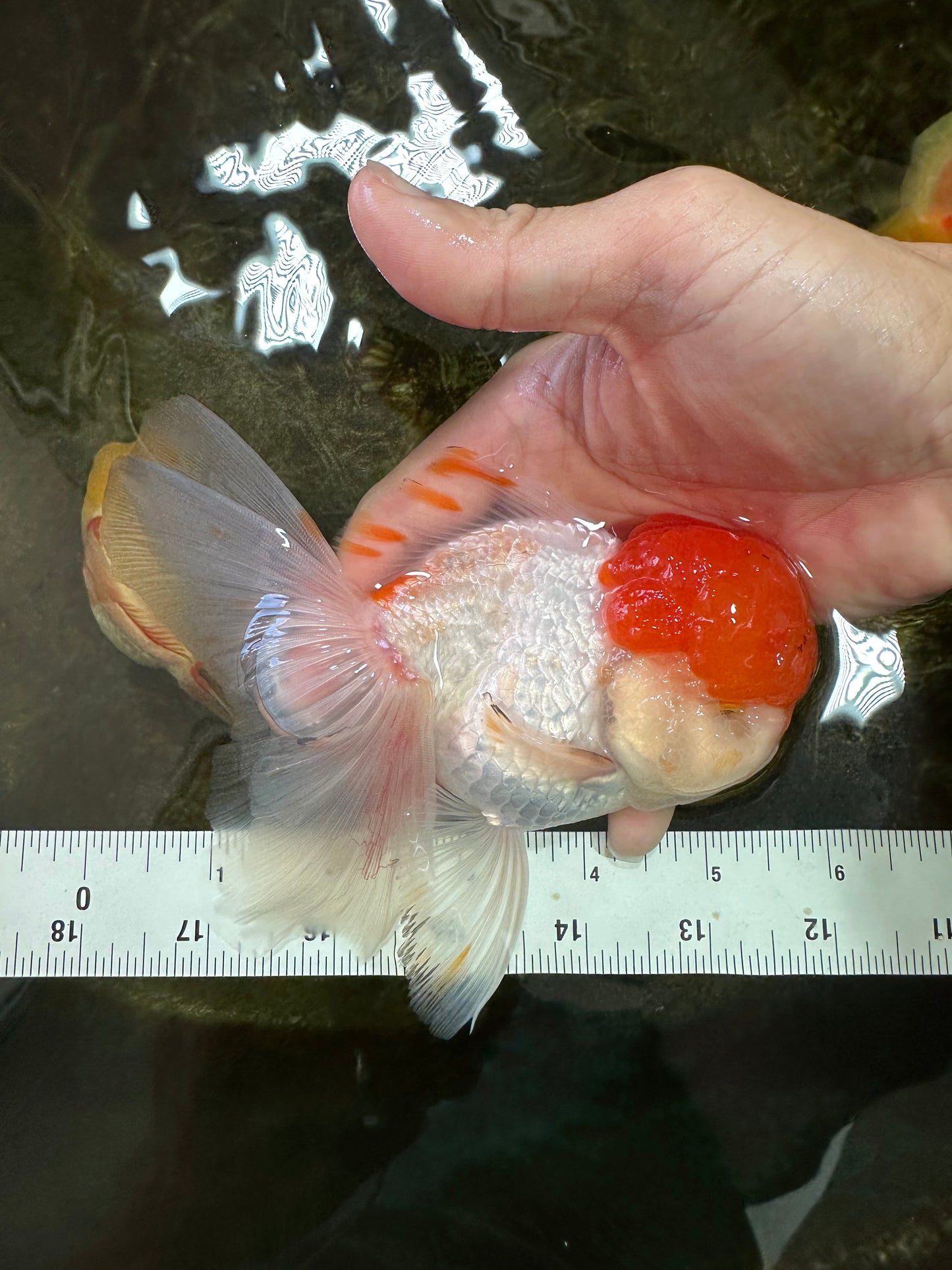 A Grade Red Cap Oranda Male 5.5 inches #062725OR_21