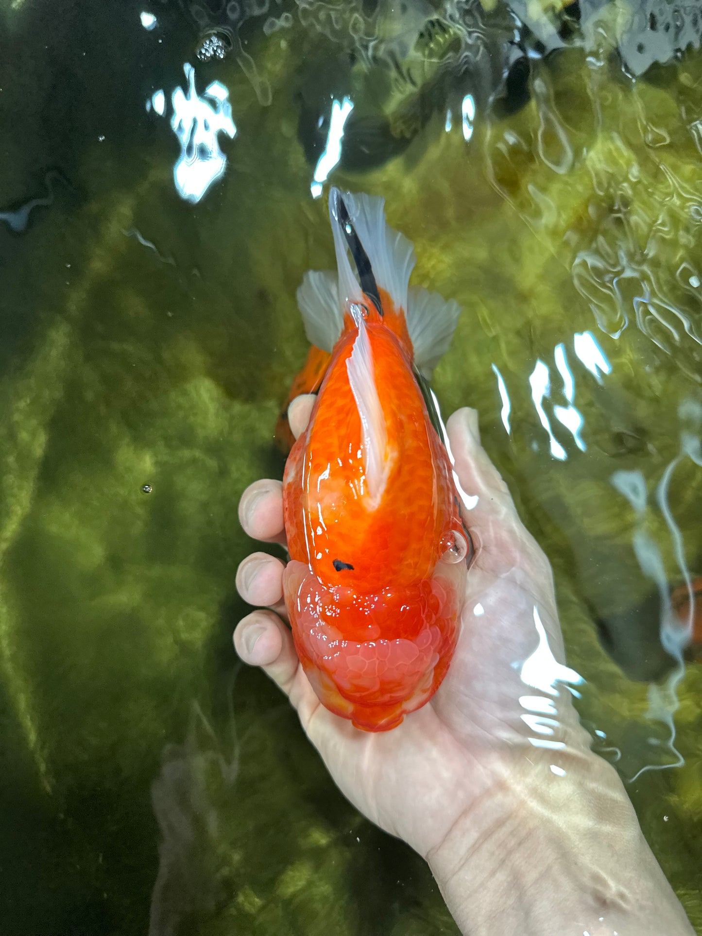 AAA Grade Godzilla Sakura Yuanbao Female 6 inches #050925YB_23