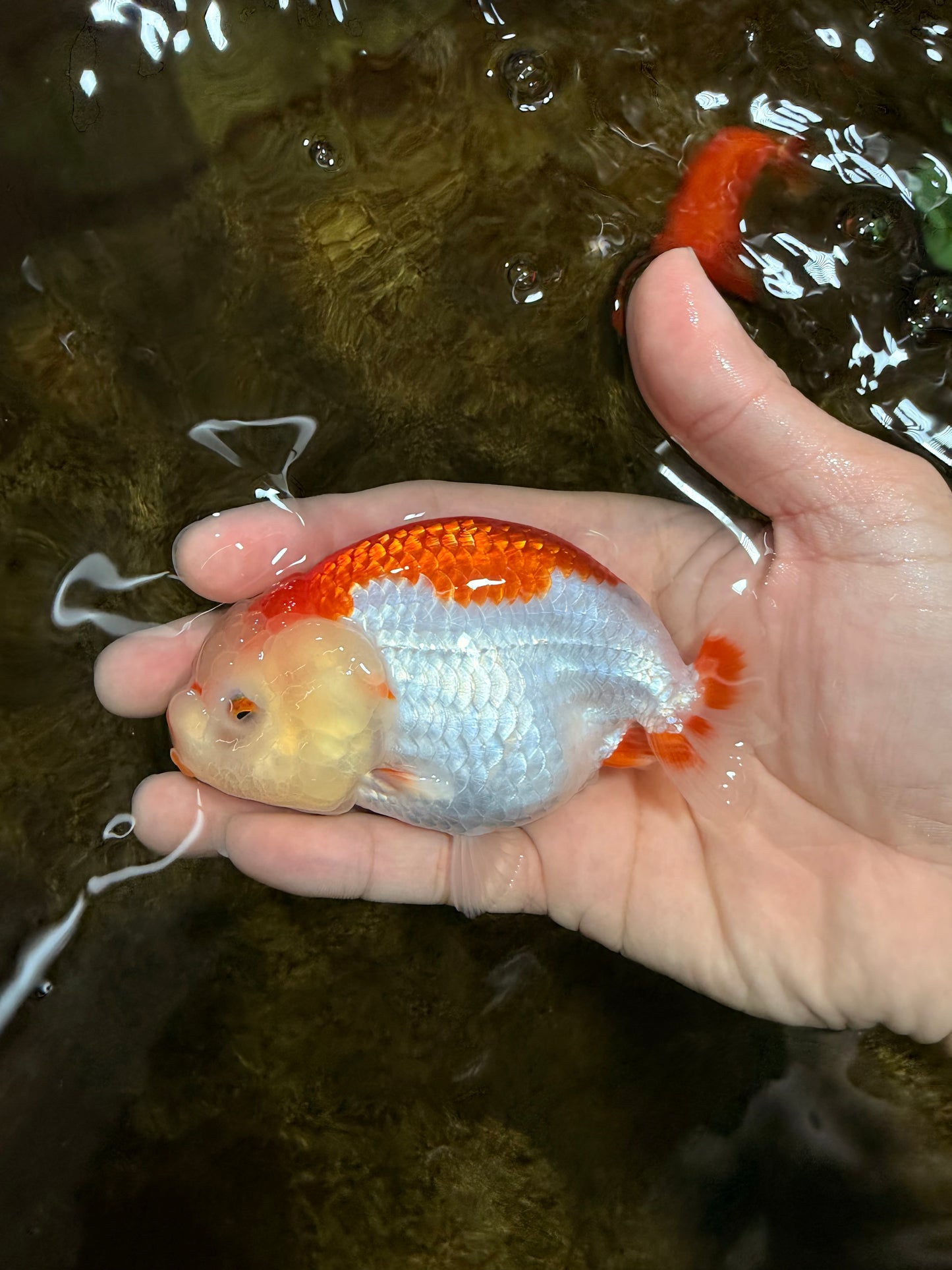 AAA Grade Red White LionQueen 4 inches #103125LC_24