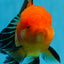 A Grade Apache Oranda Male 4.5 inches #0913OR_12