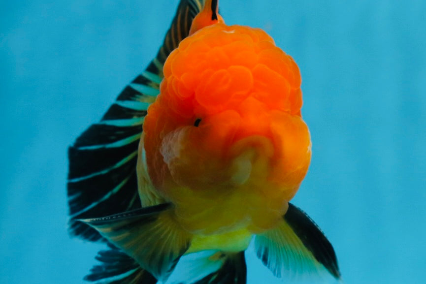 A Grade Apache Oranda Male 4.5 inches #0913OR_12