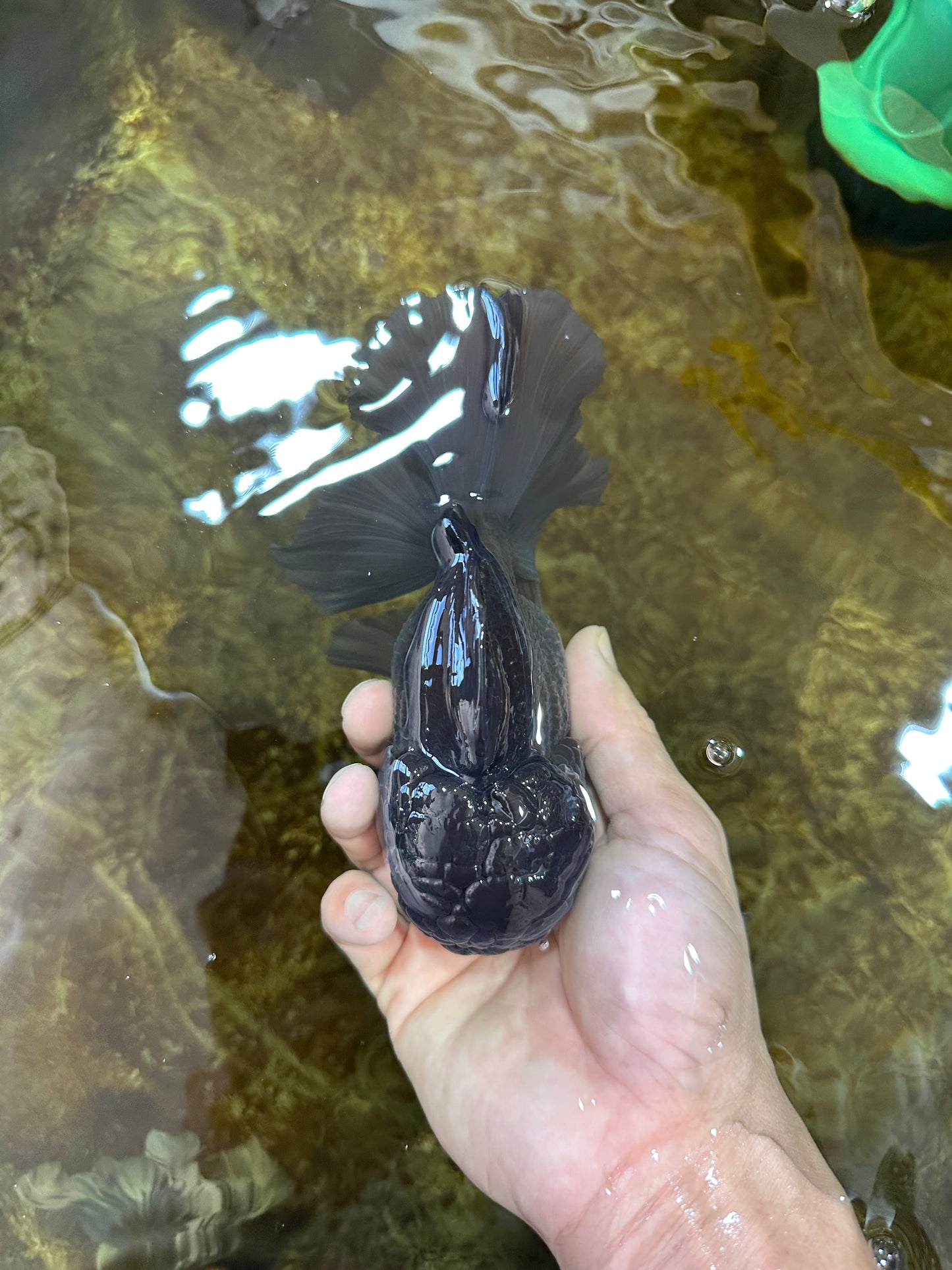 AAA Grade Godzilla Black Oranda Male 5.5 inches #100325OR_11