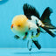 AAA Grade Tricolor Oranda Male 4.5 inches #0927OR_21