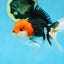 A Grade CHAPLIN Tricolor Oranda Male 5-5.5 inches #082925OR_07