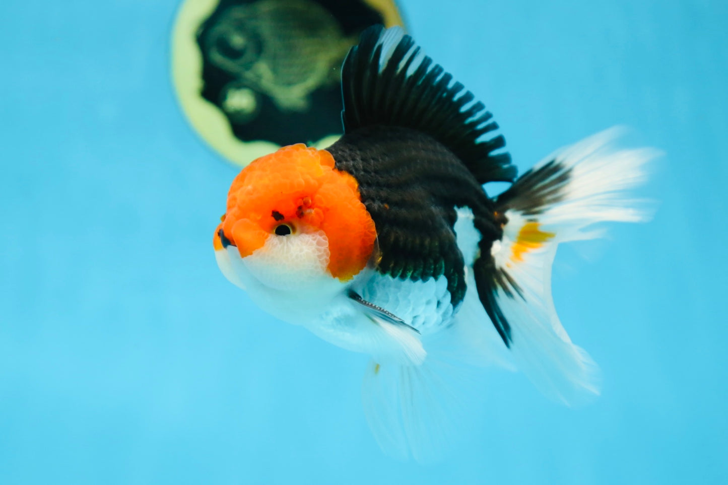 A Grade CHAPLIN Tricolor Oranda Male 5-5.5 inches #082925OR_07
