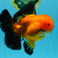 CHONKY A Grade Apache Oranda Male 5.5-6 inches #040326OR_09