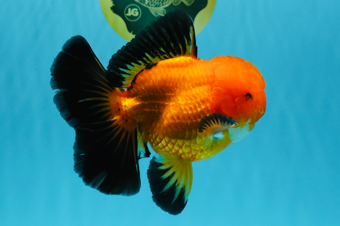 CHONKY A Grade Apache Oranda Male 5.5-6 inches #040326OR_09