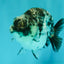 AAA Grade White Tiger Ranchu Female 4.5 inches #071726RC_09