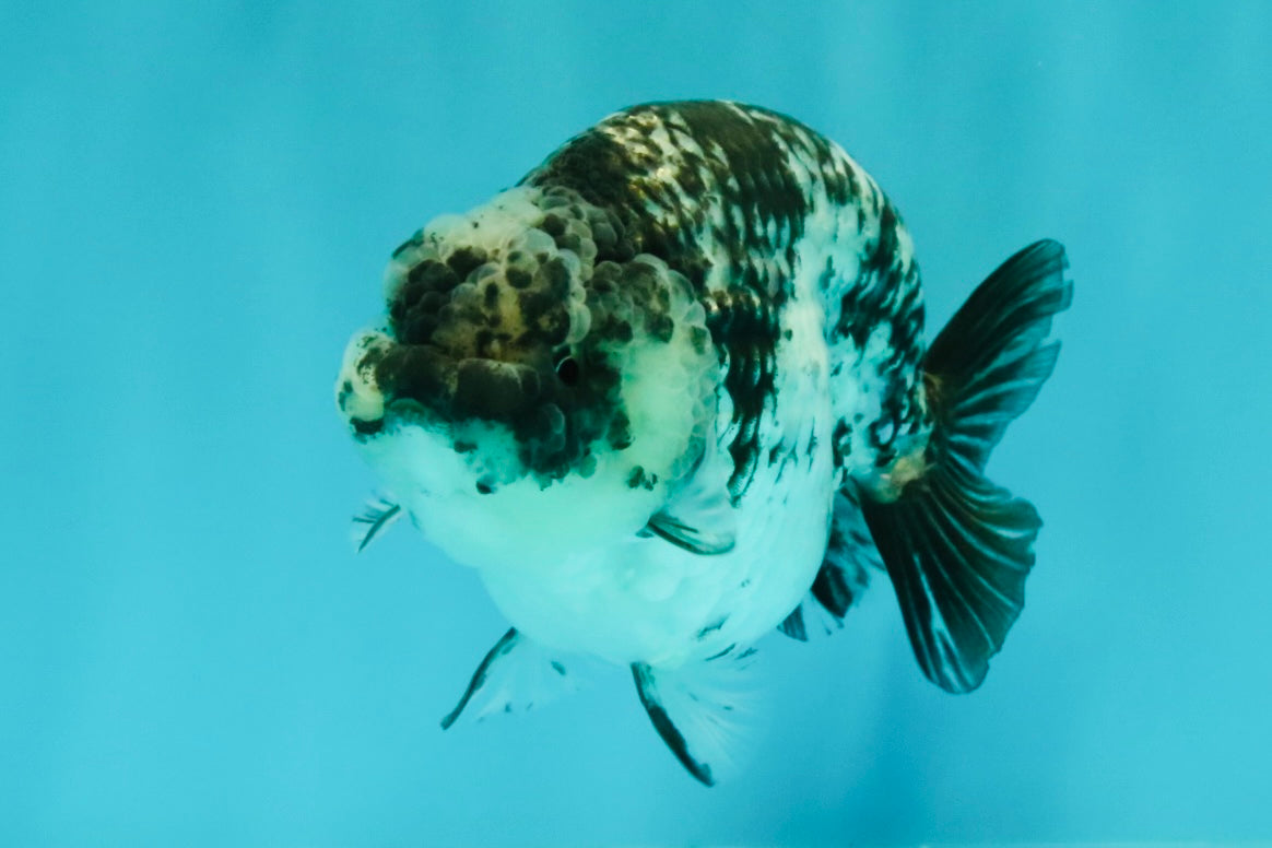 AAA Grade White Tiger Ranchu Female 4.5 inches #071726RC_09