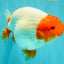 UNIQUE A Grade Red Head Buffalo Ranchu Female 6 inches #100926RC_30