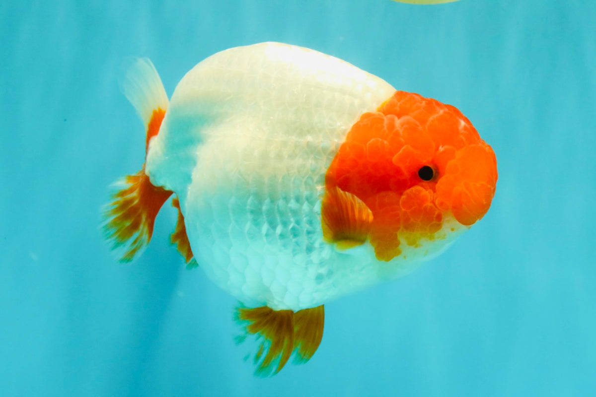 UNIQUE A Grade Red Head Buffalo Ranchu Female 6 inches #100926RC_30