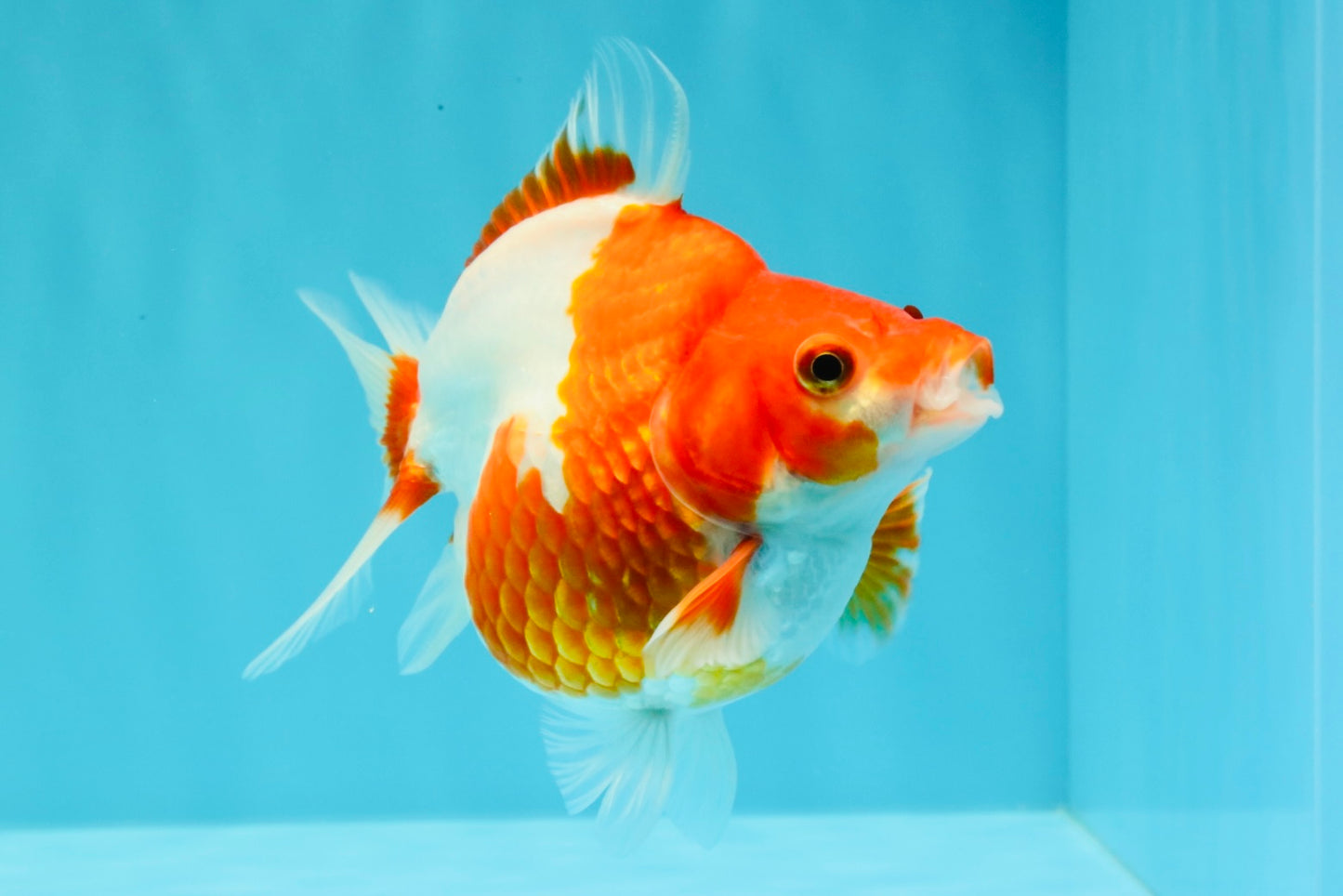 A Grade Red White Ryukin Female 4.5 inches #031326RK_32