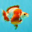 AAA Grade Red White Ryukin Male 4 inches #041726RK_05