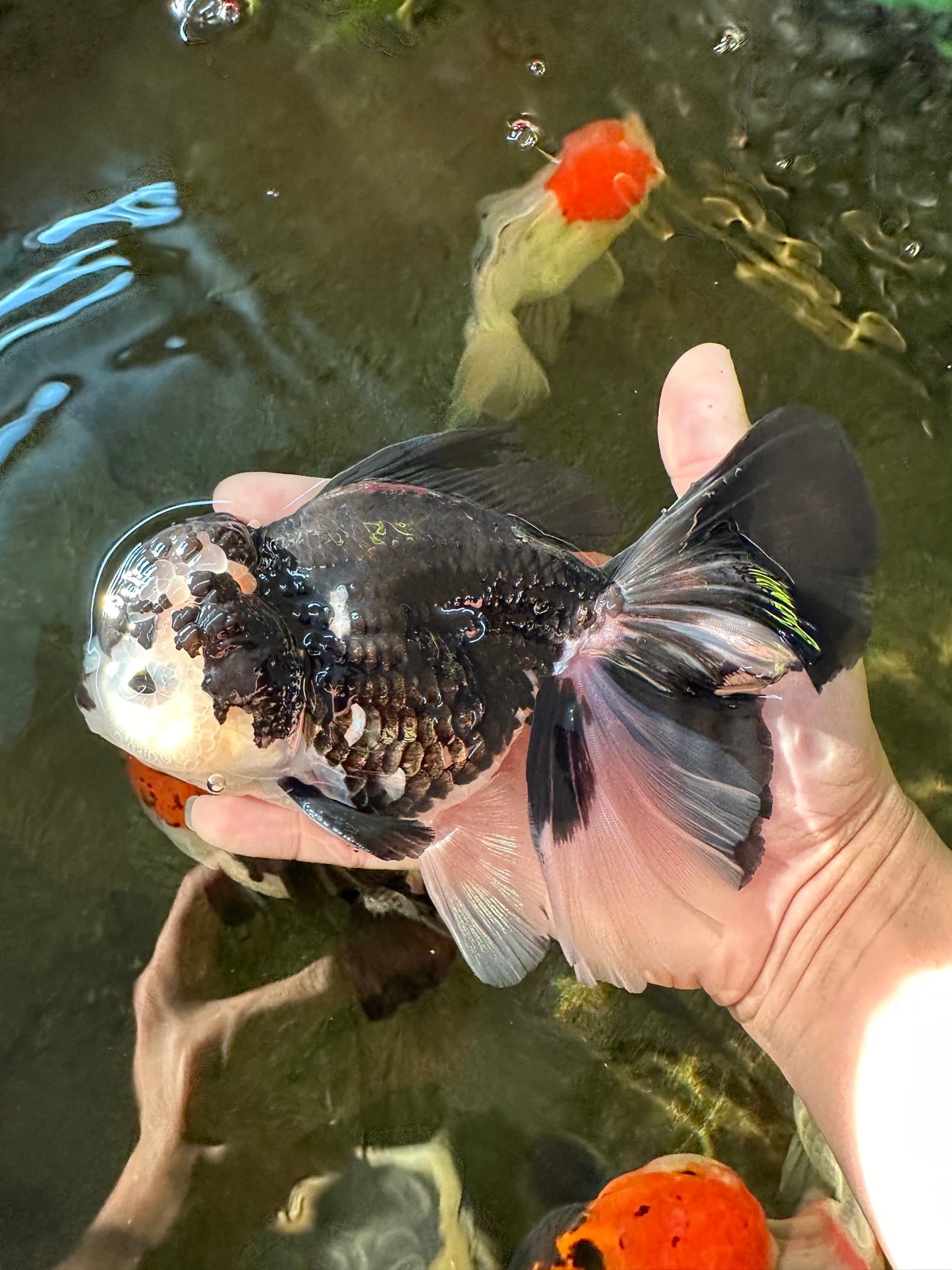 AAA Grade Panda Oranda Male 6.5 inches #110824OR_08