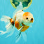 Sanke Oranda Male 5.5 inches #082826OR_04