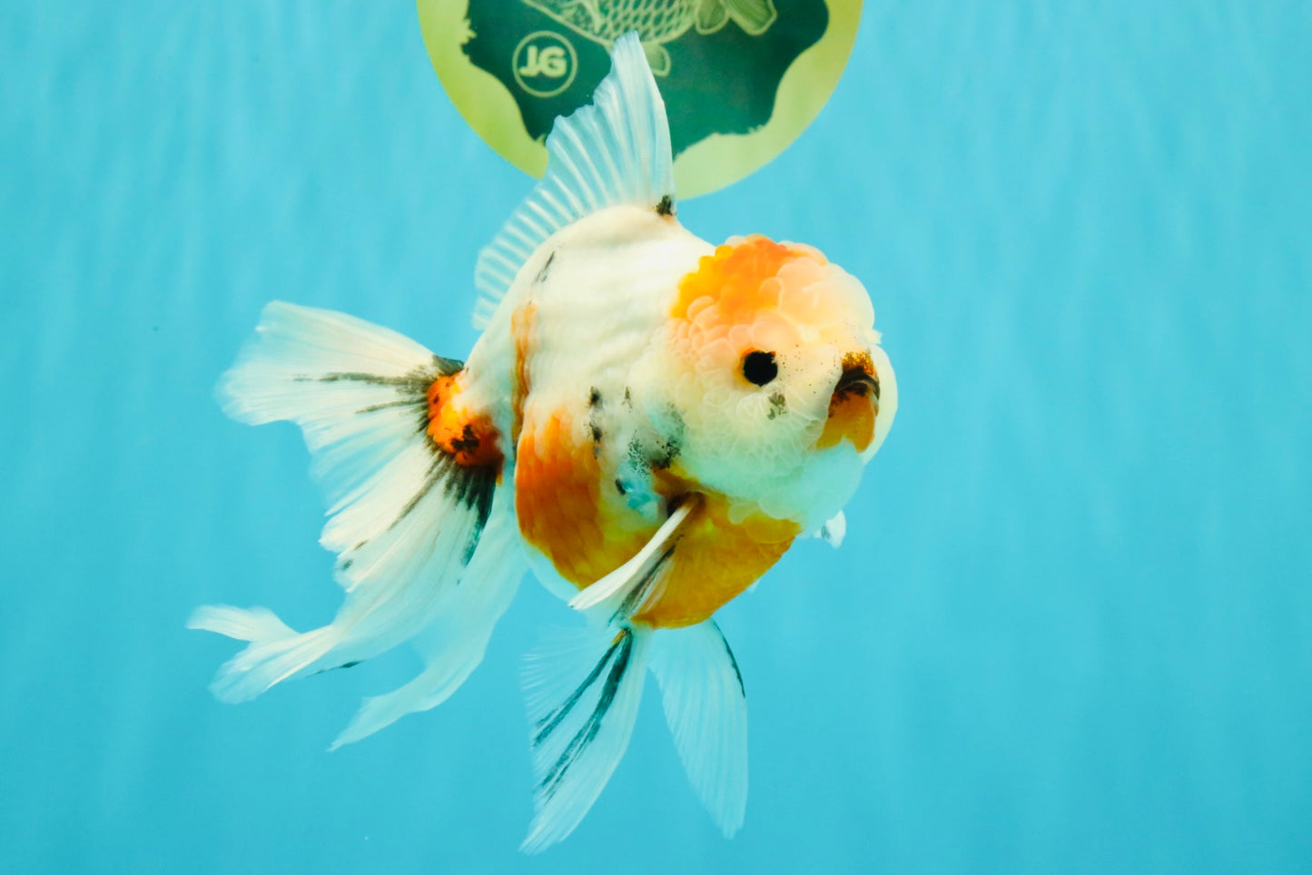 Sanke Oranda Male 5.5 inches #082826OR_04