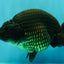 A Grade Black Ranchu Female 5.5 inches #072426RC_37