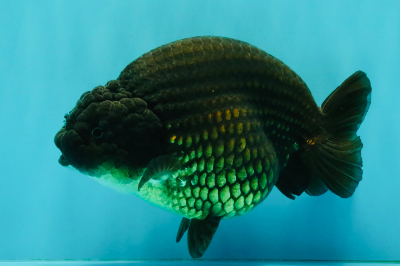A Grade Black Ranchu Female 5.5 inches #072426RC_37