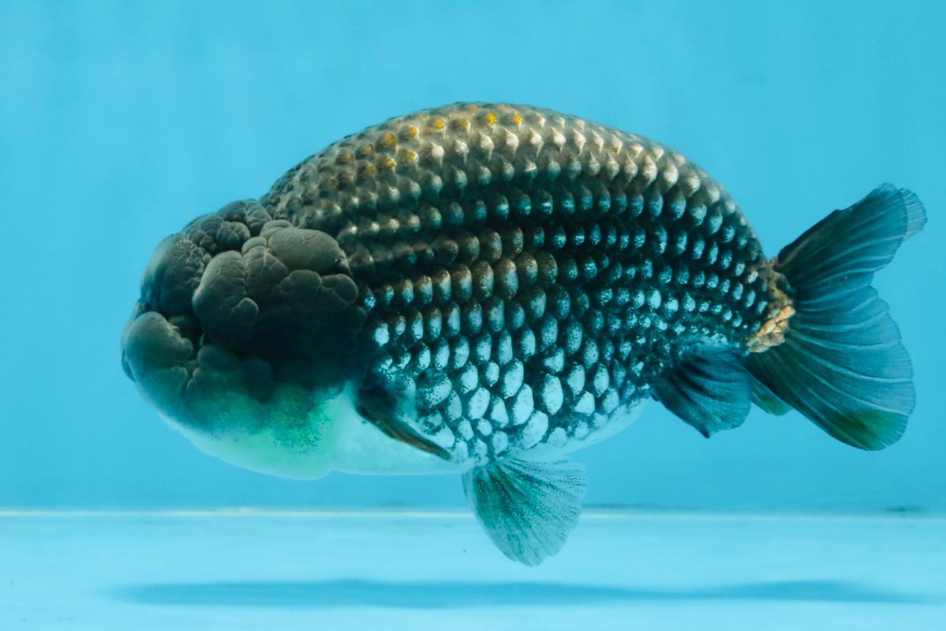 Blue LionChu Male 5 inches #103125LC_15