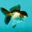 Panda Oranda Female 3.5 inches #1018OR_12