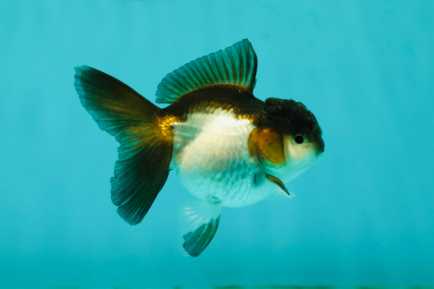 Panda Oranda Female 3.5 inches #1018OR_12