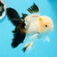 AAA Grade Black Tail Tricolor Oranda Male 5.5 inches #0503OR_06