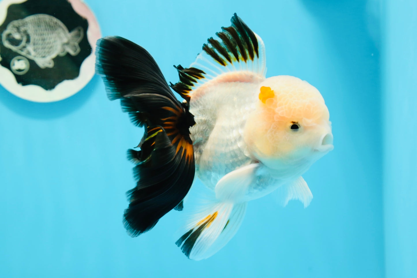 AAA Grade Black Tail Tricolor Oranda Male 5.5 inches #0503OR_06